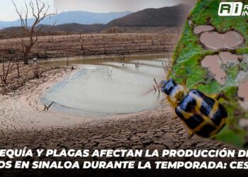 Sequía y plagas afectan la producción de cultivos en Sinaloa durante la temporada: CESAVESIN