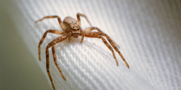 Ojo, en época de calor aumentan las picaduras de arañas y alacranes venenosos