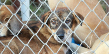 ¿Qué está pasando en Durango? denuncian envenenamiento masivo de perros, aves, ardillas y serpientes