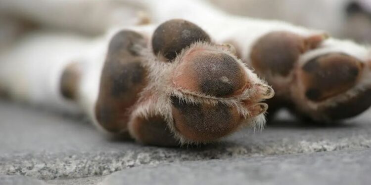 Yucatán: Condena a primera persona por crueldad animal