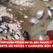 Supuesta contaminación en el Río Piaxtla es el origen de la muerte de peces y ganado: Roy Navarrete
