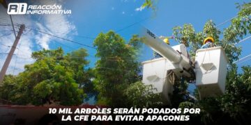 10 mil árboles serán podados por la CFE para evitar apagones