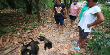 Monos aulladores caen muertos de los árboles en el sureste de México