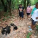 Monos aulladores caen muertos de los árboles en el sureste de México