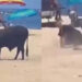 VIDEO: Toro ataca a una mujer en playa de Los Cabos, Baja California Sur