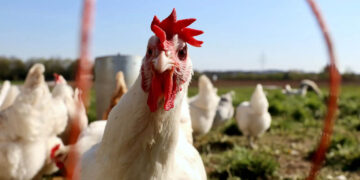 OMS aclara que alerta por gripe aviar no significa que será la próxima pandemia