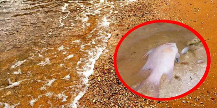 Marea roja: ¿qué es y cuáles son los síntomas de comer mariscos con toxinas?