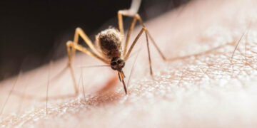 ¿Cuáles son las peligrosas plagas de insectos que aparecen con el calor?Los animales de sangre fría prefieren el clima cálido