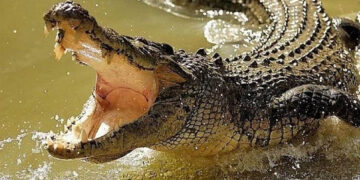 Alertan por presencia de dos cocodrilos en río de Guasave, Sinaloa