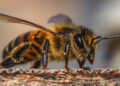 ¿Por qué preocupa a científicos la desaparición de las abejas?