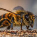 ¿Por qué preocupa a científicos la desaparición de las abejas?