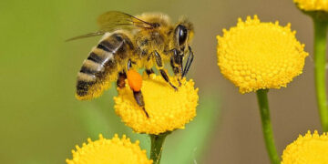 Hombre muere por ataque de abejas en Mazatlán, Sinaloa