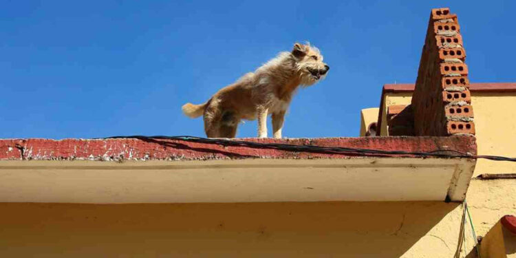 ¿De cuánto es la multa por dejar a un perrito en la AZOTEA con la ola de calor en México?