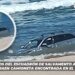 Elementos del Escuadrón de Salvamento Acuático extraen camioneta encontrada en el mar