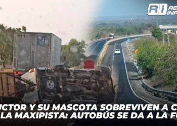 Conductor y su mascota sobreviven a choque en la Maxipista: Autobús se da a la fuga