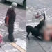 Jauría de perros ataca a abuelita en Querétaro | VIDEO