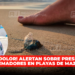 ¡QUÉ DOLOR! ALERTAN sobre presencia de QUEMADORES en playas de Mazatlán