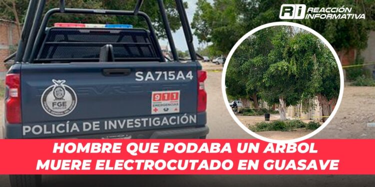 Hombre que podaba un árbol muere electrocutado en Guasave