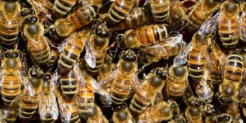 Ataque de abejas deja una mujer intoxicada y dos policías con picaduras en Sinaloa