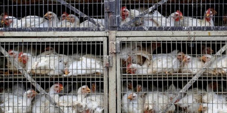 ‘No hay evidencia de transmisión humano a humano de la gripe aviar; no hay riesgo por comer pollo’: Secretaría de Salud