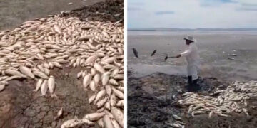 Grave sequía provoca muerte masiva de peces en Chihuahua