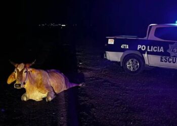 Se impacta vagoneta contra ganado al norte de Escuinapa