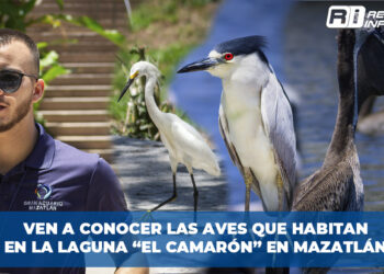 Ven a conocer las aves que habitan en la laguna “El Camarón” en Mazatlán.
