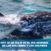 Hoy 23 de julio es el día Mundial de las Ballenas y los Delfines