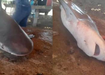 Capturan dos tiburones toro en la bahía de Culiacán