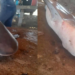 Capturan dos tiburones toro en la bahía de Culiacán