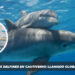 Día Mundial de los Delfines en Cautiverio: Llamado Global a su Liberación