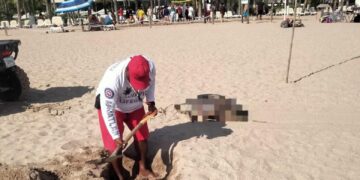 Salvavidas de Mazatlán pone a salvo a dos turistas que eran jalados por el mar en la Isla de la Piedra