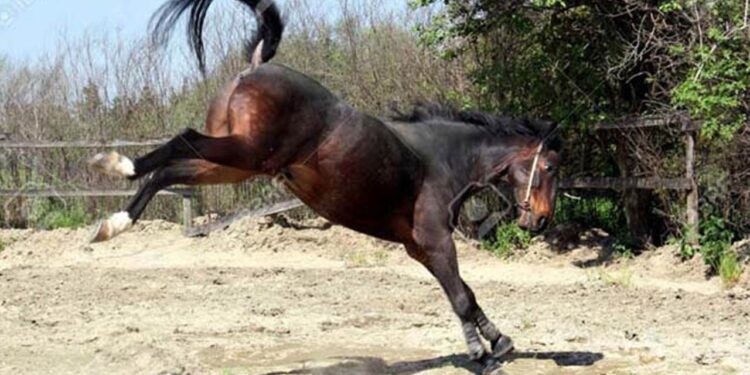 Niño de 3 años murió tras ser pateado por el caballo de su papá en Veracruz