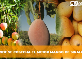¿Dónde se cosecha el mejor mango de Sinaloa?