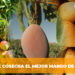 ¿Dónde se cosecha el mejor mango de Sinaloa?