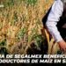Programa de Segalmex Beneficiará a 25 Mil Productores de Maíz en Sinaloa