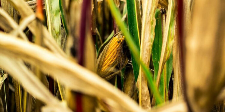 Sheinbaum mantendrá política de no autorizar cultivo de maíz transgénico: Julio Berdegué
