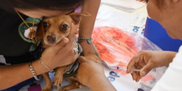 Síntomas de parvovirus y qué hacer si crees que tu perrito la tiene