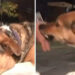 VIDEO: Reportero defiende a perro que es llamado “asesino” y el lomito lo ataca en vivo