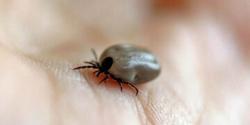Niño de 7 años muere tras ser mordido por garrapata en BC