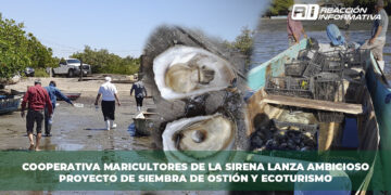 ¿Ecoturismo y siembra de ostiones en La Sirena? Esto es lo que sabemos…