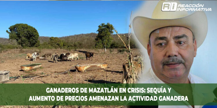Ganaderos de Mazatlán en crisis: sequía y aumento de precios amenazan la actividad ganadera
