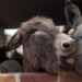 El santuario Burrolandia celebra 18 años de rescatar al burro mexicano para evitar su extinción