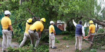 Lluvia deja árboles, postes y espectaculares caídos en Culiacán