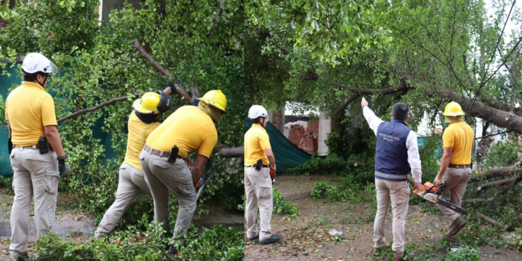 Lluvia deja árboles, postes y espectaculares caídos en Culiacán
