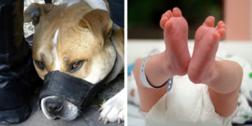 Dos perros pitbull matan a bebé dentro de una vivienda