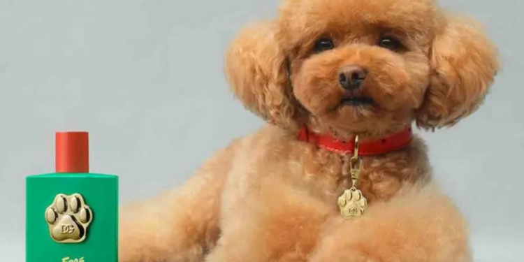 ¿Lo comprarías? Dolce&Gabbana lanza un perfume para perritos a más de 100 dólares