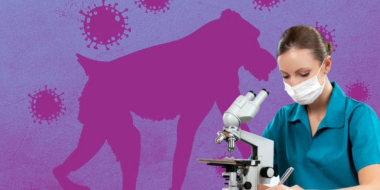 Viruela del mono, ¿cerca de ser Pandemia como la de Covid 19?
