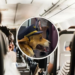 El simpático perrito que te dará la bienvenida como capitán de vuelo