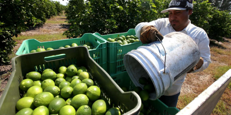 AMLO reconoce que hay extorsión del crimen organizado a limoneros de Michoacán